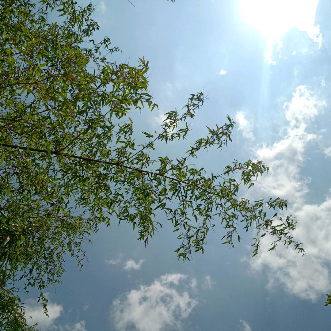 凤凰印工厂号
