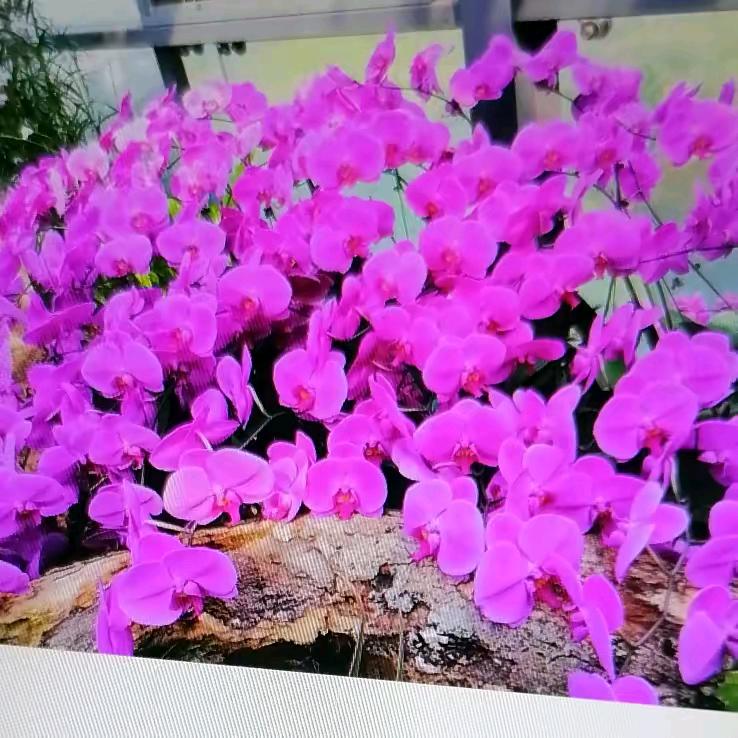 刘菊珍