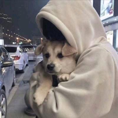 暴躁老头和他的咪子们