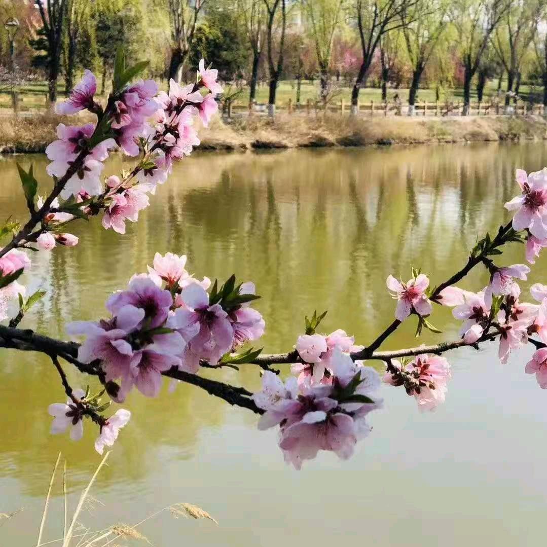 老杨