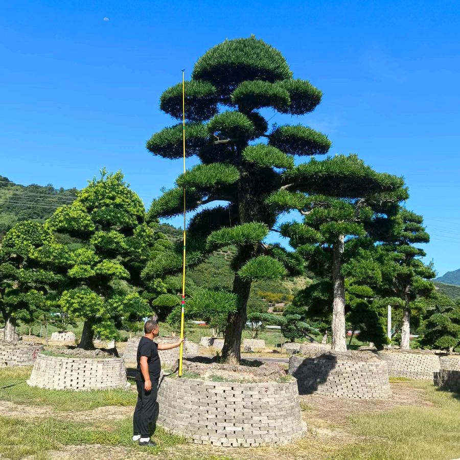 芊玉晴盆景