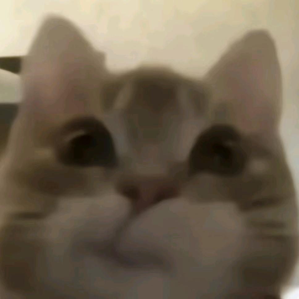 小猫吃鱼🐠🐟