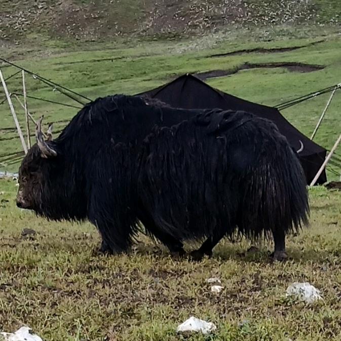 ☞🐯微笑的犀利眼神🐯☜