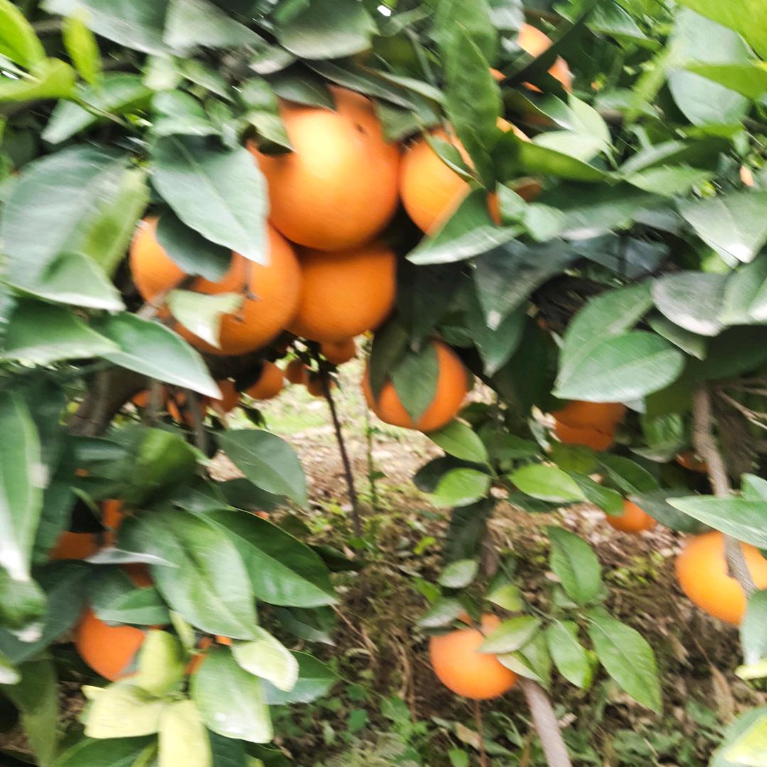 奉节脐橙程少爷