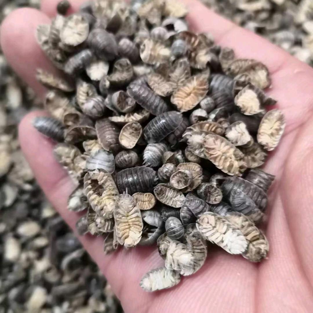 阳阳中药材蝉蜕地龙蜂房