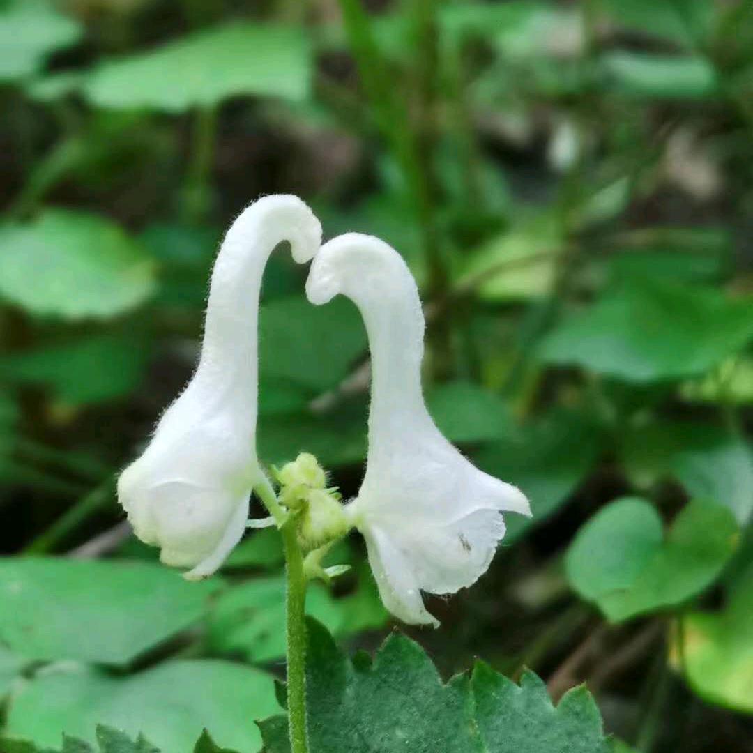芝麻舞起来