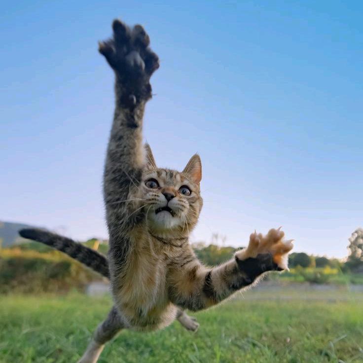 猫鲜生