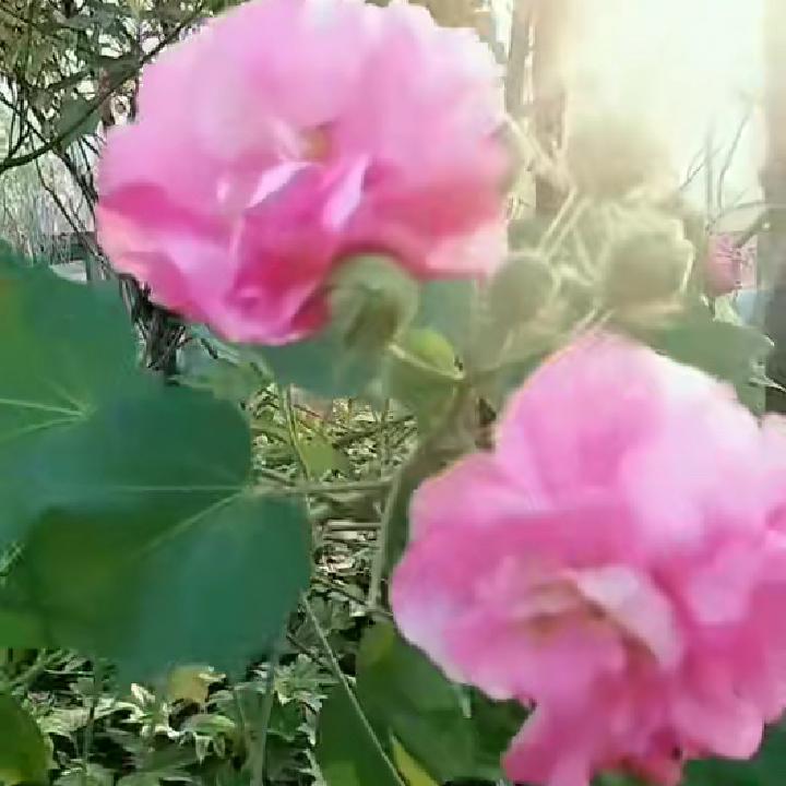 宁姐