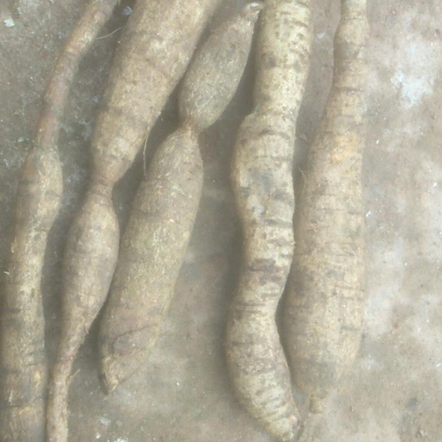 邓少  农副产品