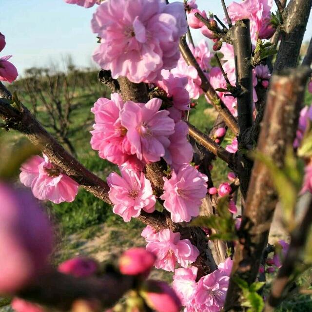 🌹海阔天空🌹