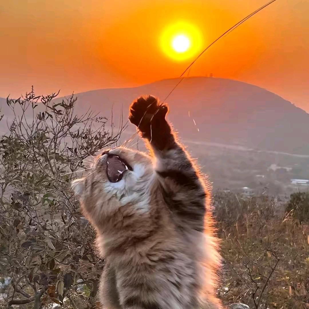 毛毛猫