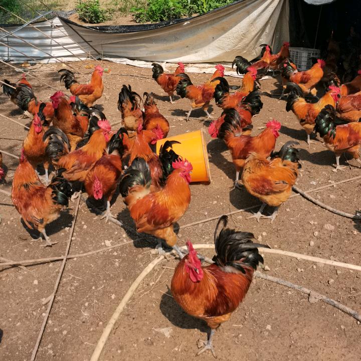 谷玉乐商贸商行