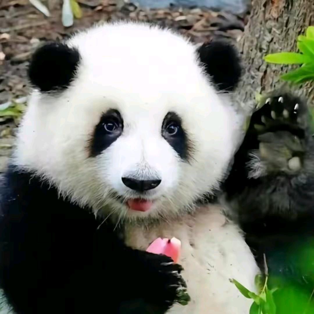 埃米尔(柳岸垂钓)