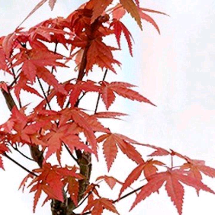 枫叶🍁🍁