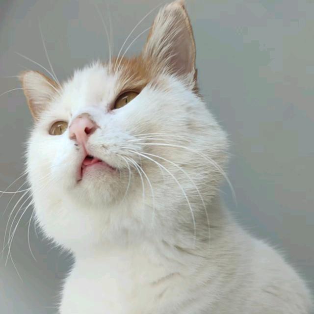 喵～不可言