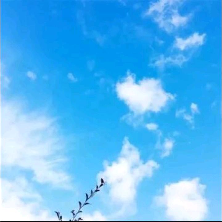 枫叶🍁