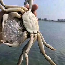 小龙约大闸蟹（3号）