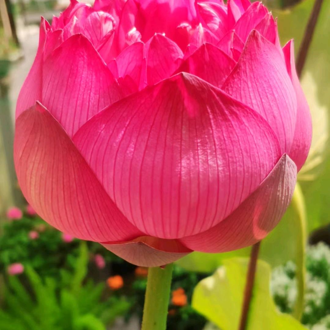 春暖花开.🌻