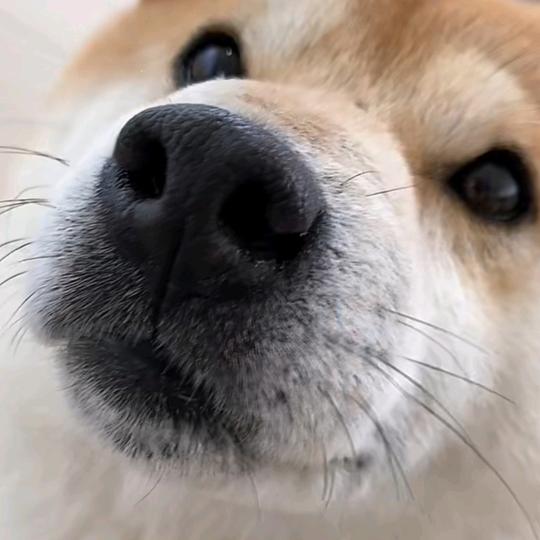 云雾虾仁