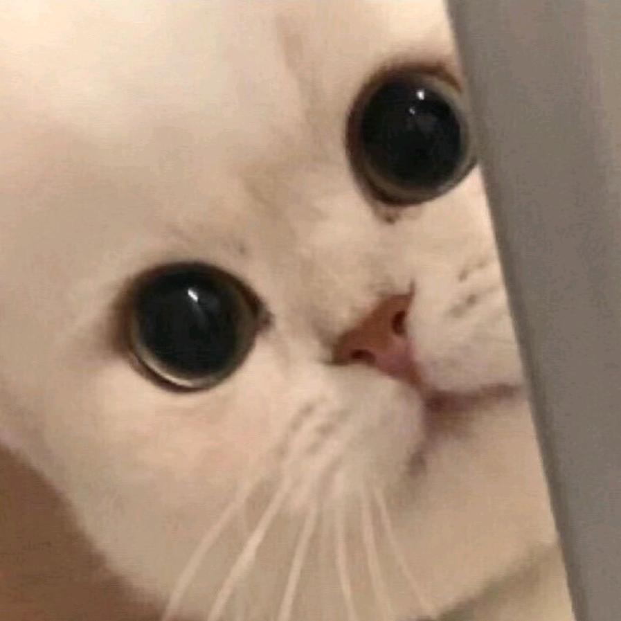 喜欢蛋挞的小布丁