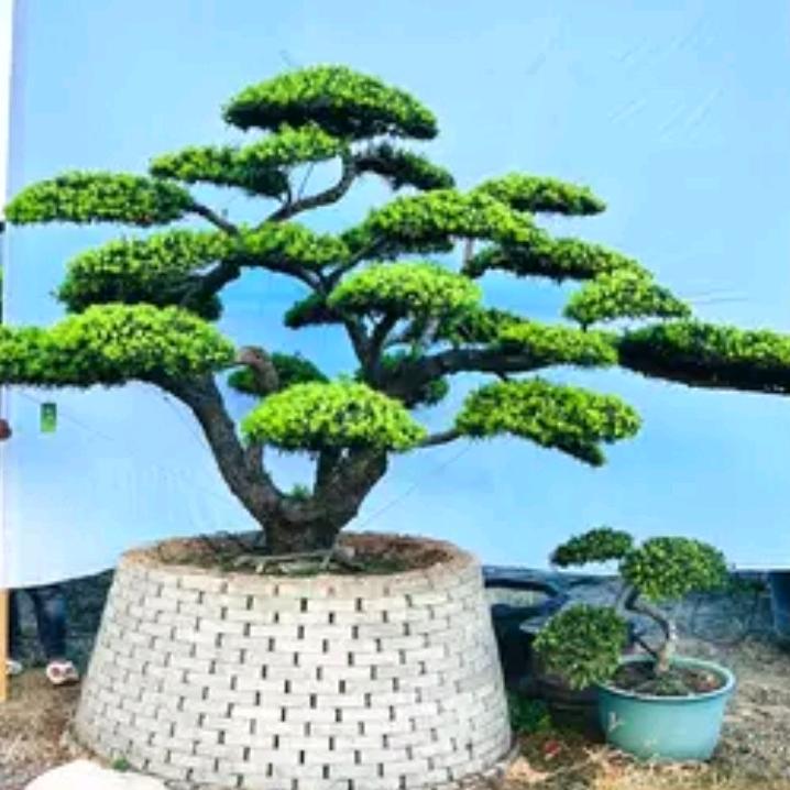 晨曦