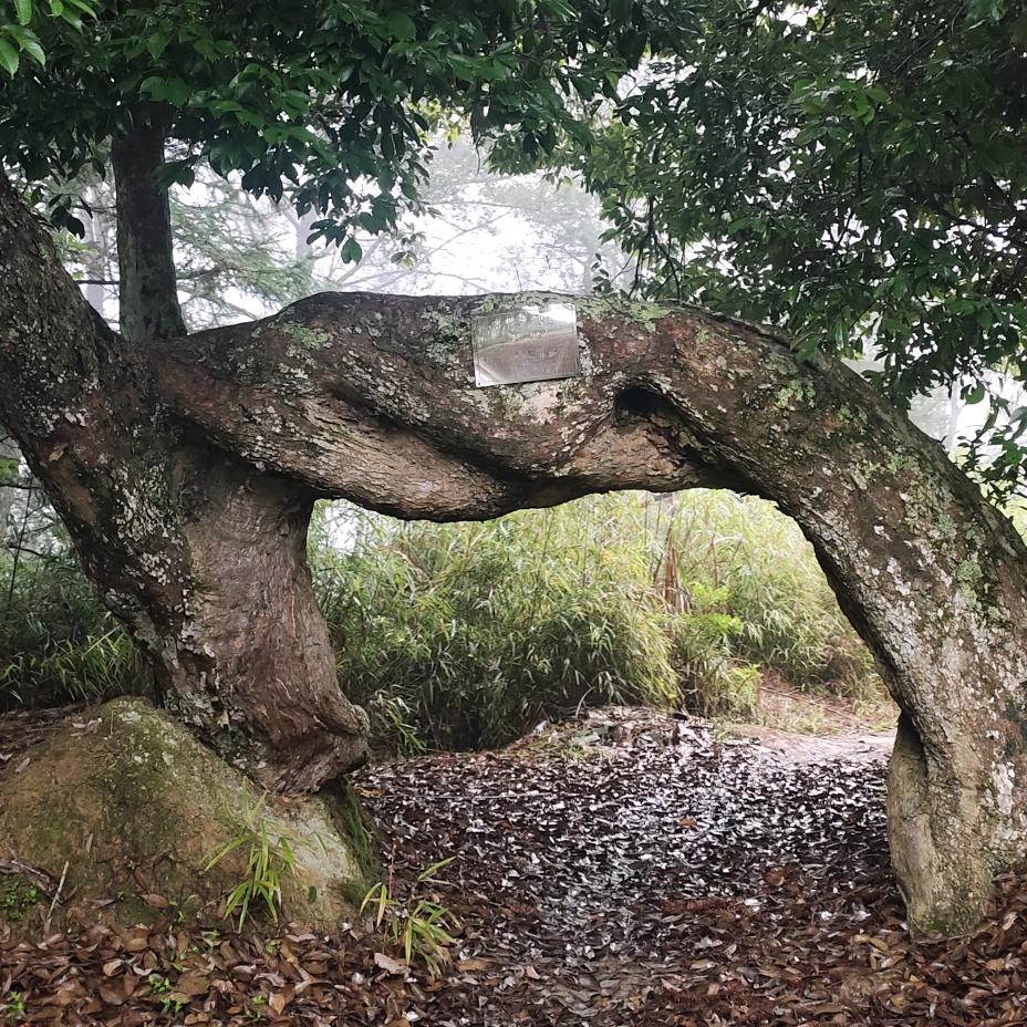 🌴树⛩️门👲农🏘️场❤️❤️