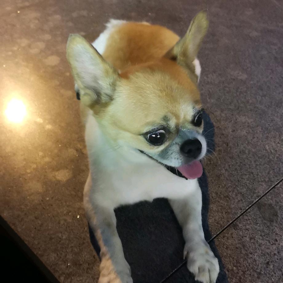 叮当猫