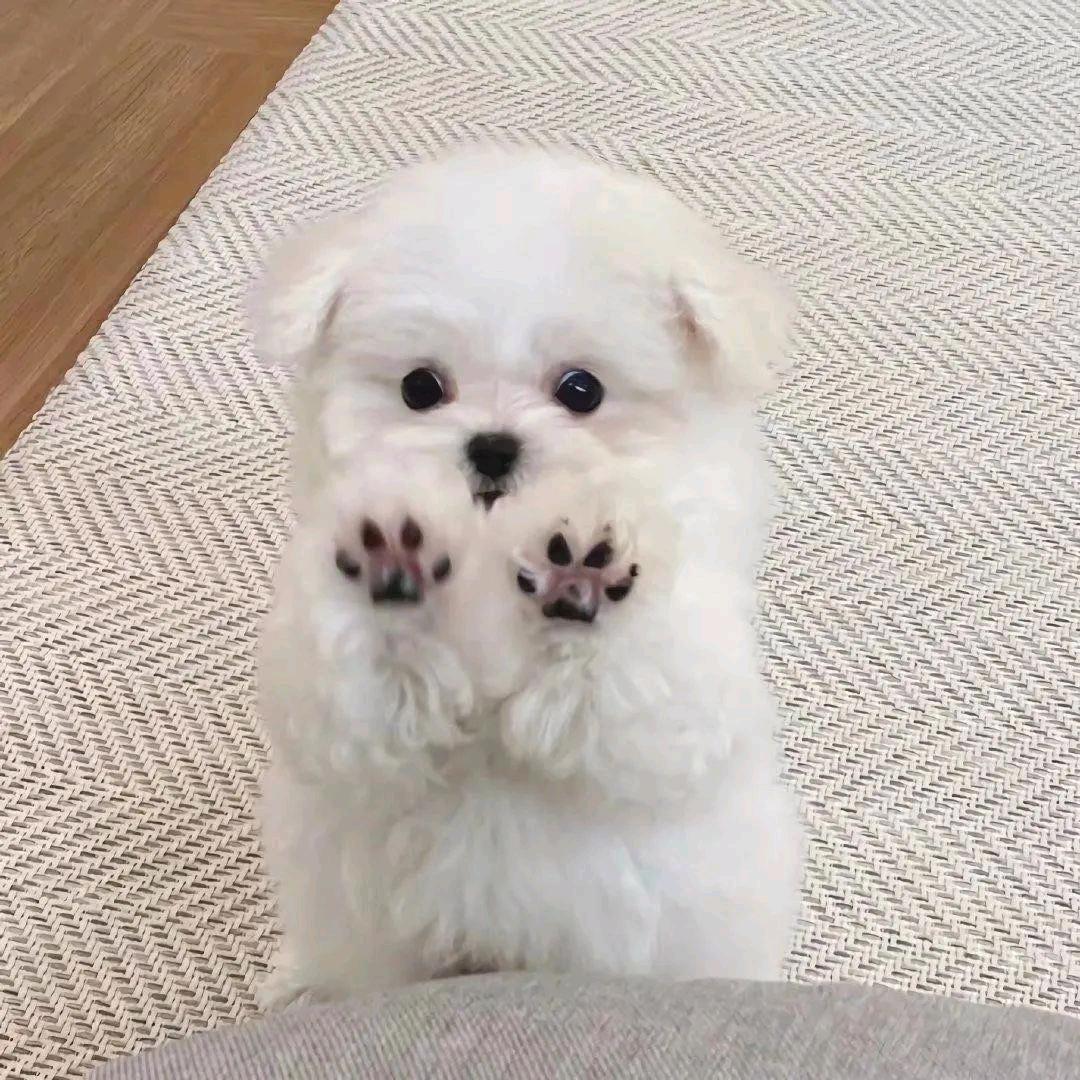 ʚ🐻ɞ