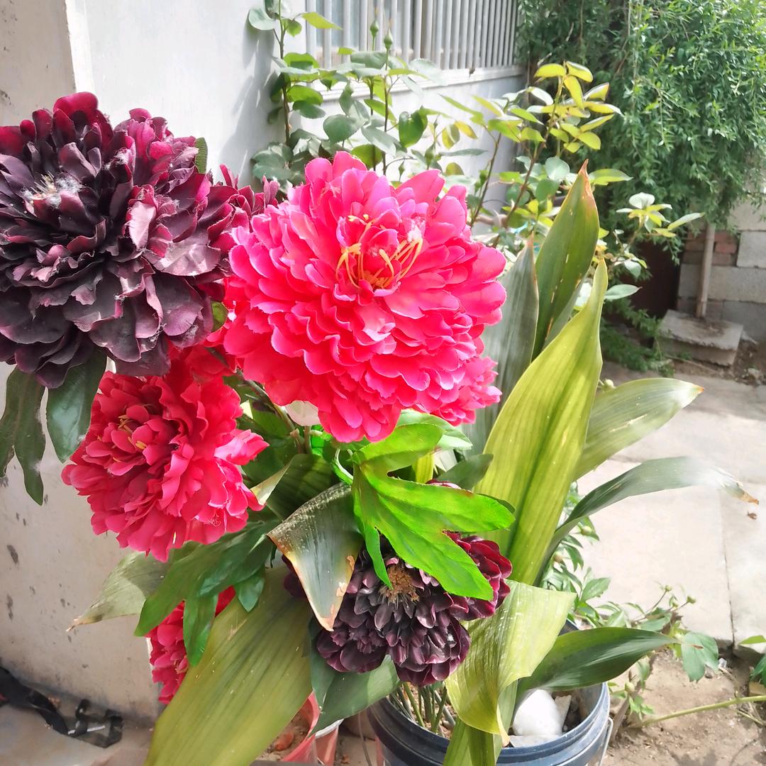 风景独好