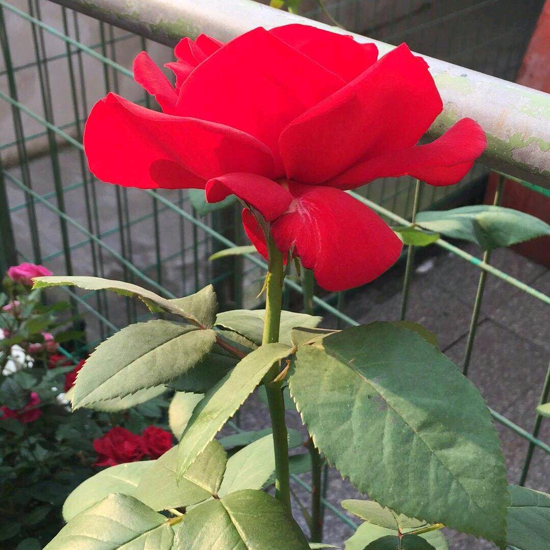 远飞