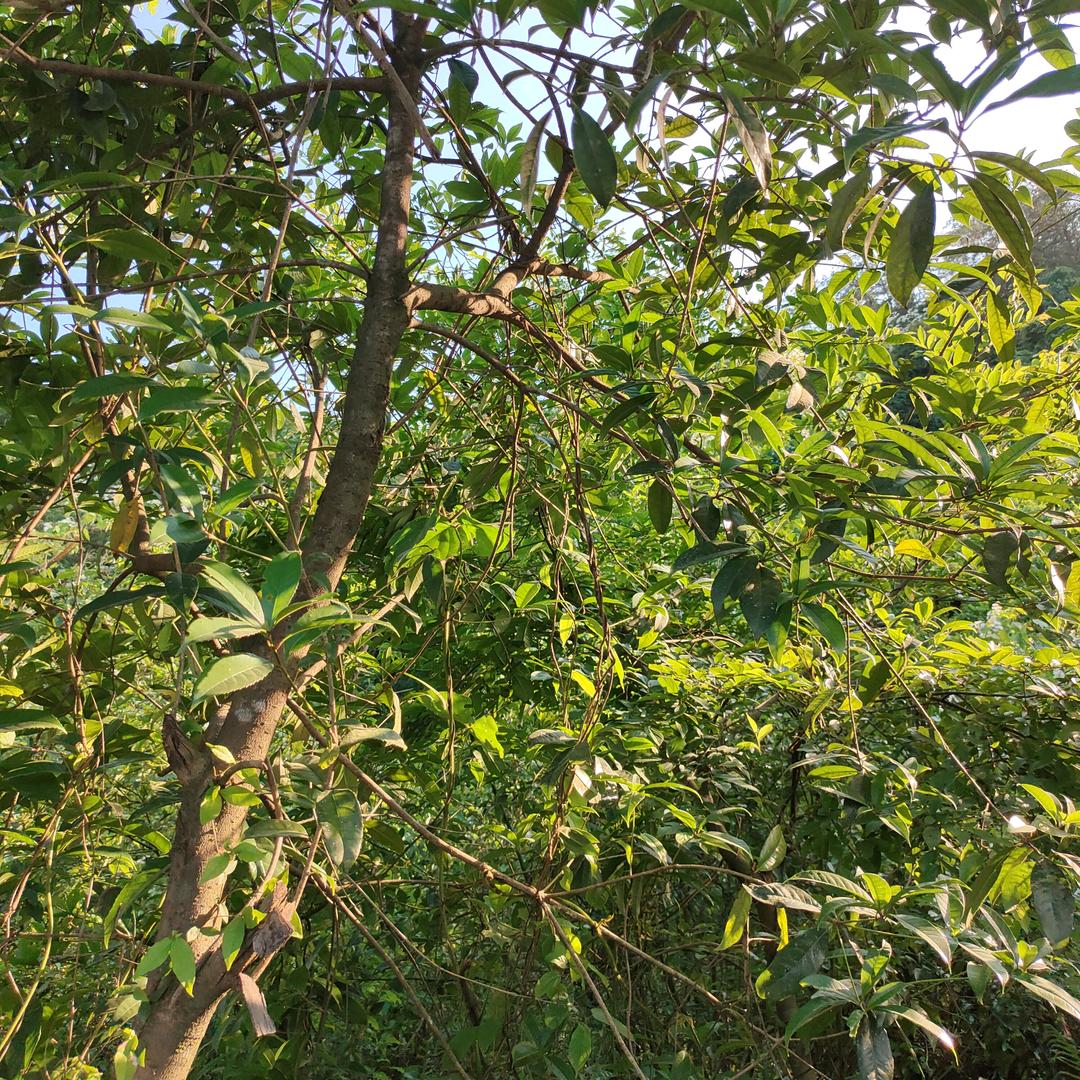 一凡风顺