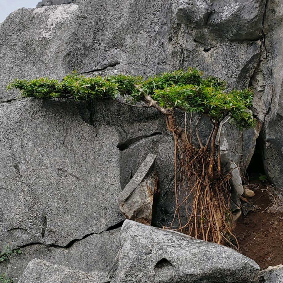 大自然绿植小铺