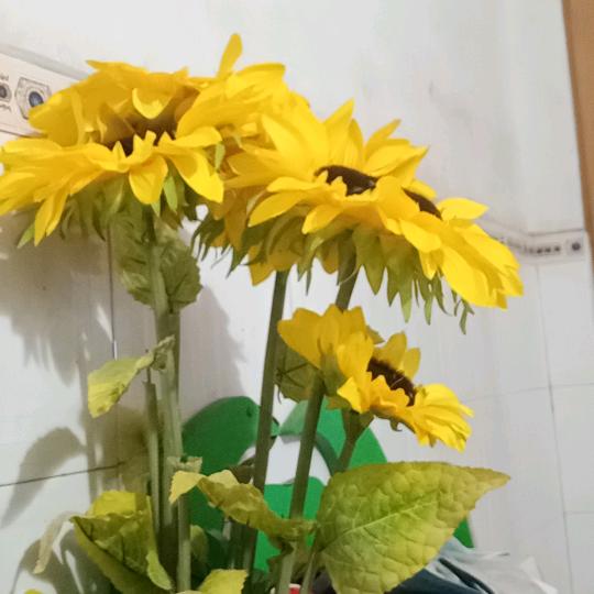 畅培优羊奶（全国连锁麻阳店）
