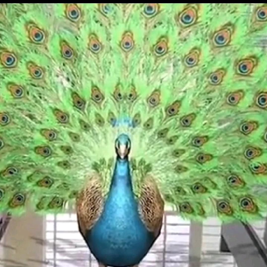 鹏飞门业（项城市官会镇加油站西400米）