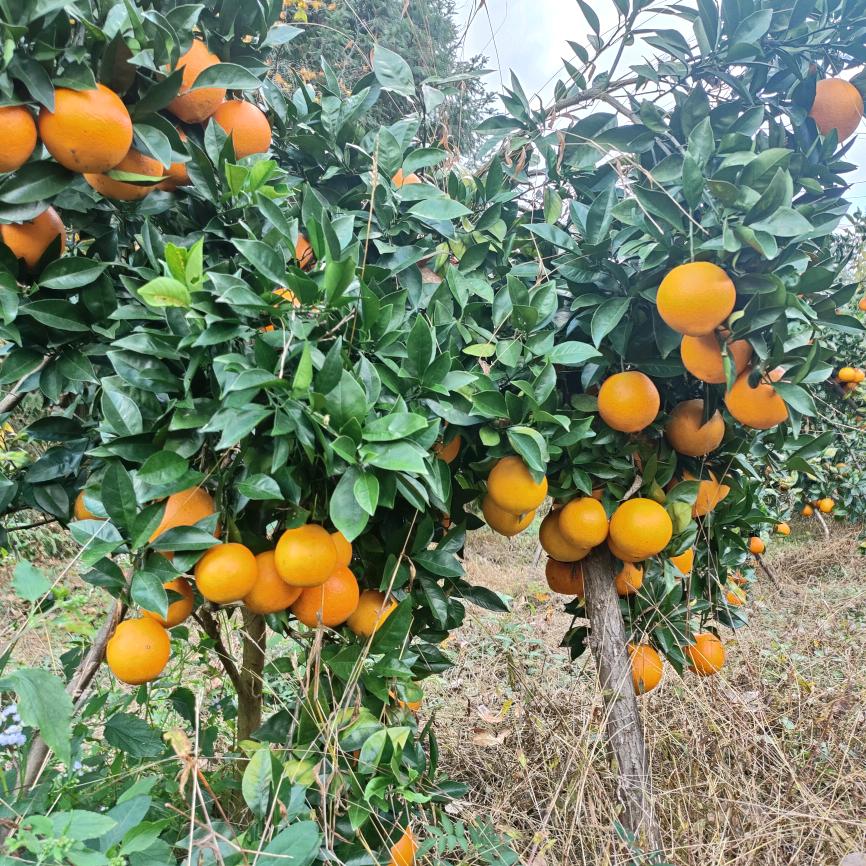 文强哥<赣南脐橙>