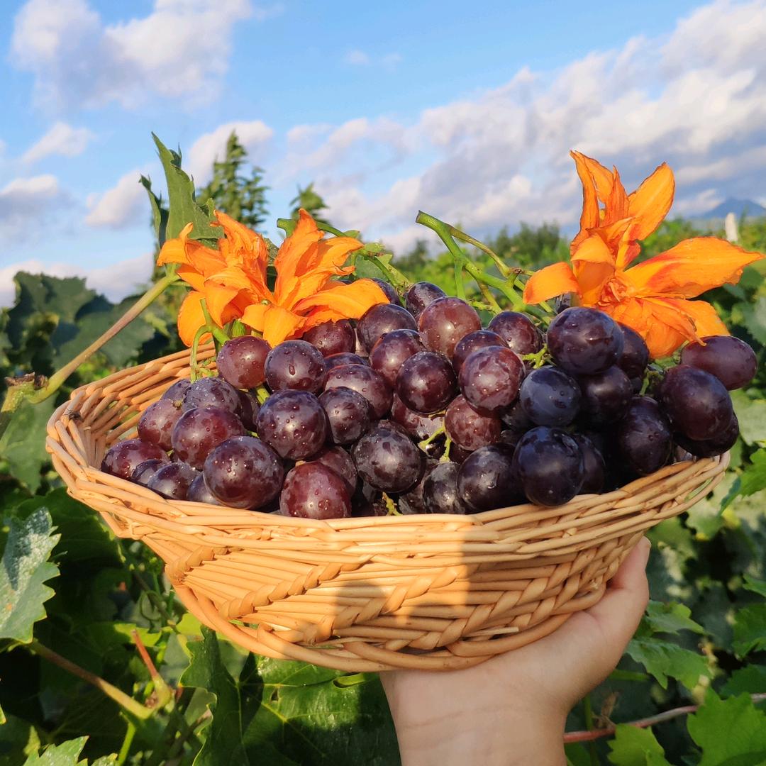 泽山风禾果品的头像