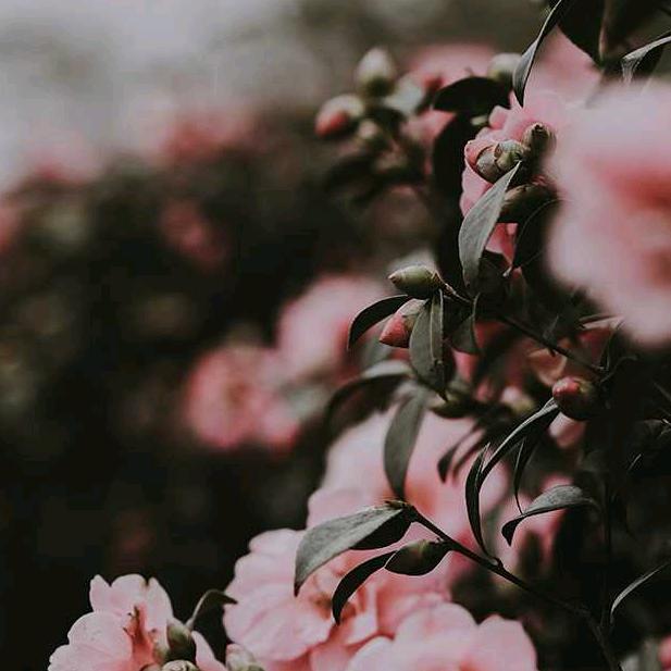 a花开富贵
