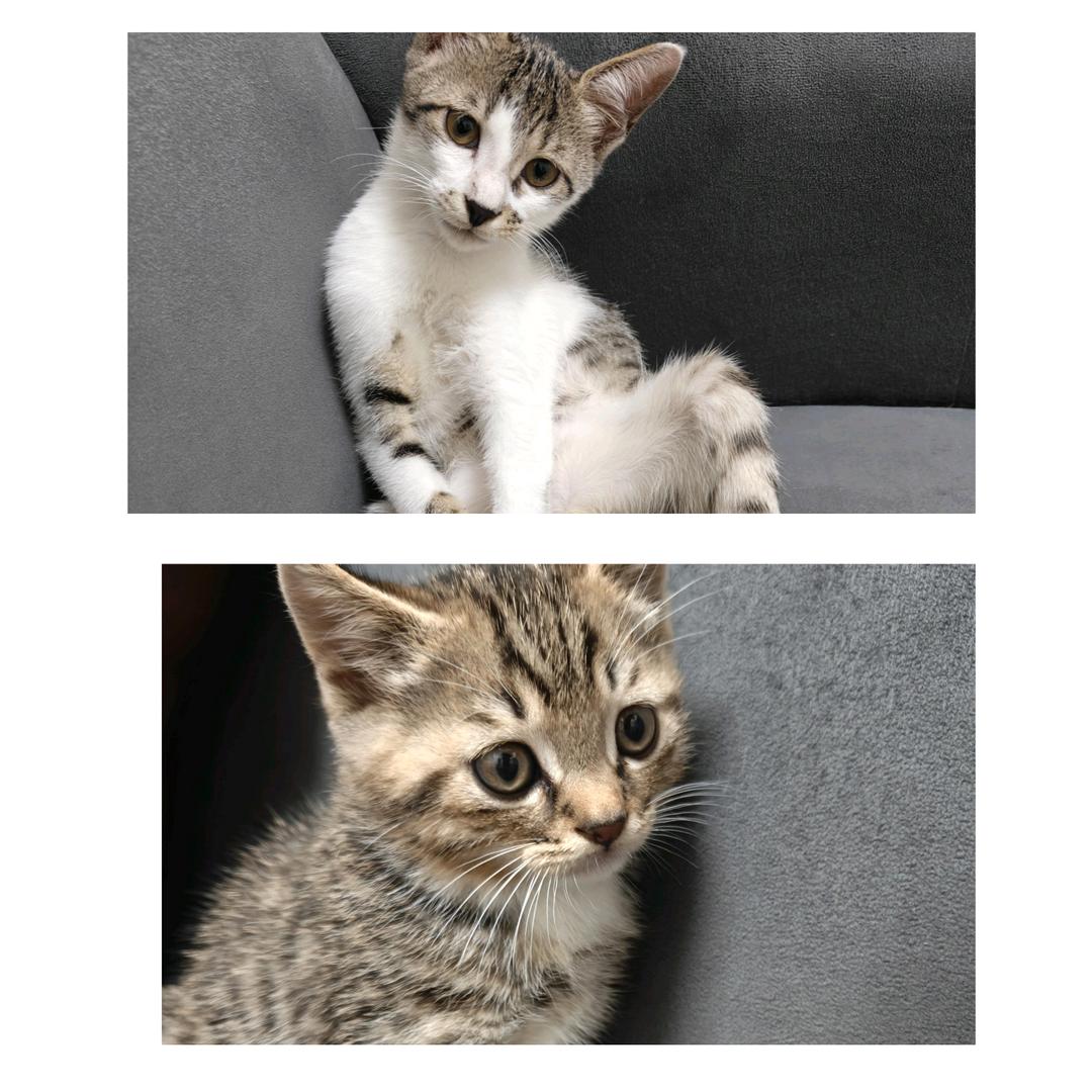 狗蛋(๑><๑）哆哆的疯癫日常