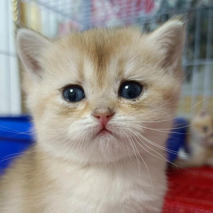 太原西山宠物🐱