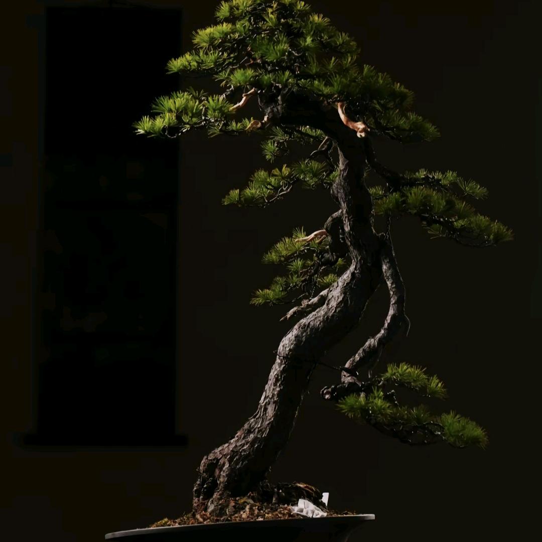 绿园春盆景工作室