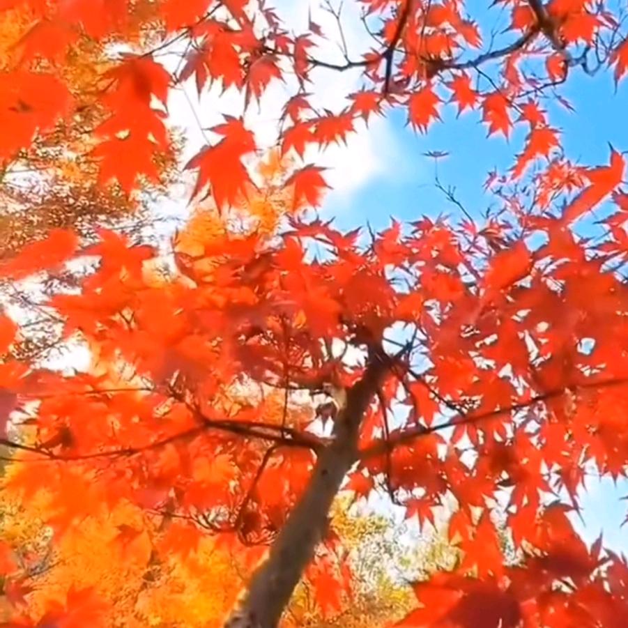 枫秋落叶红🍁