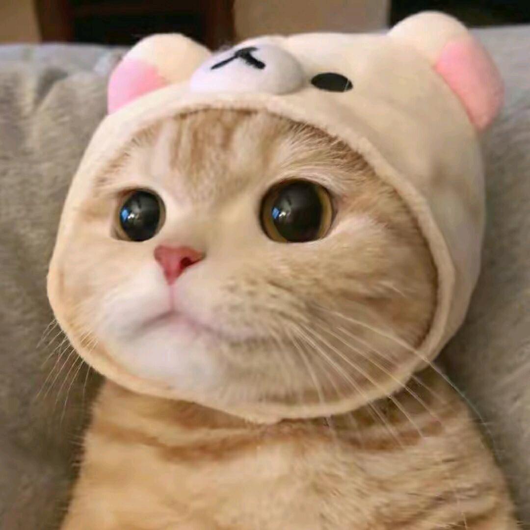 肥狐酱