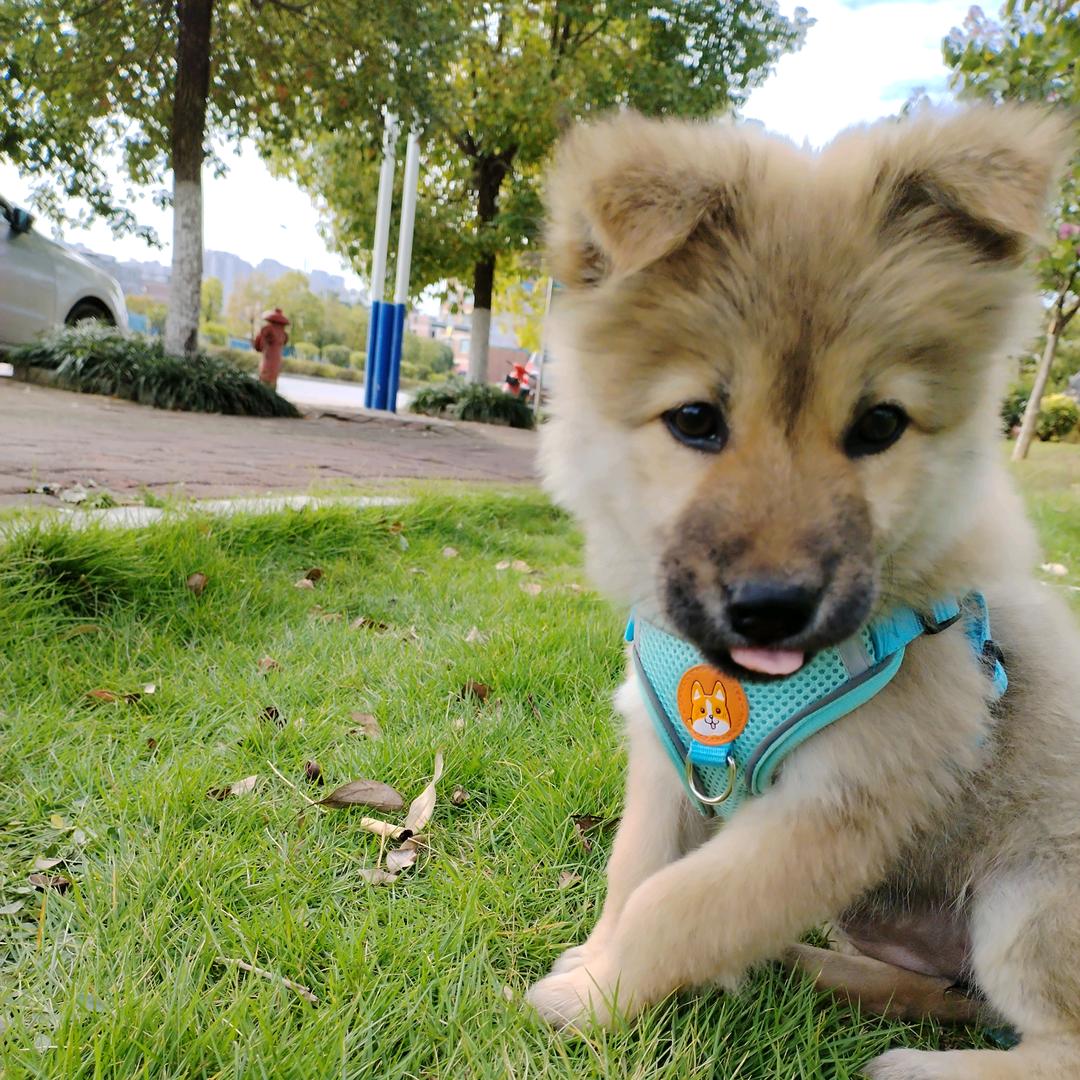 田园犬（汪总）