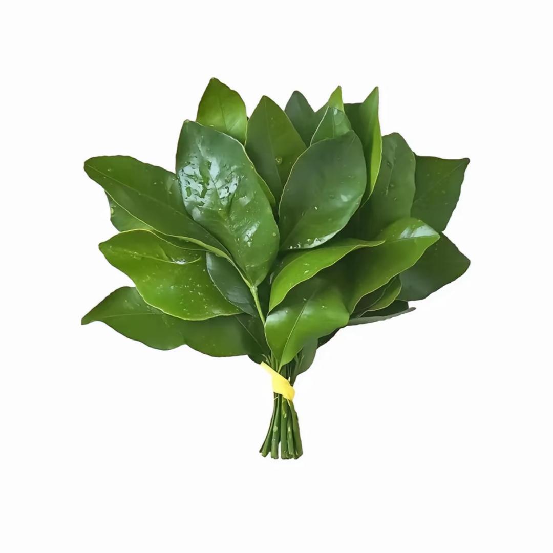 炮<(￣︶￣)↗[GO!]