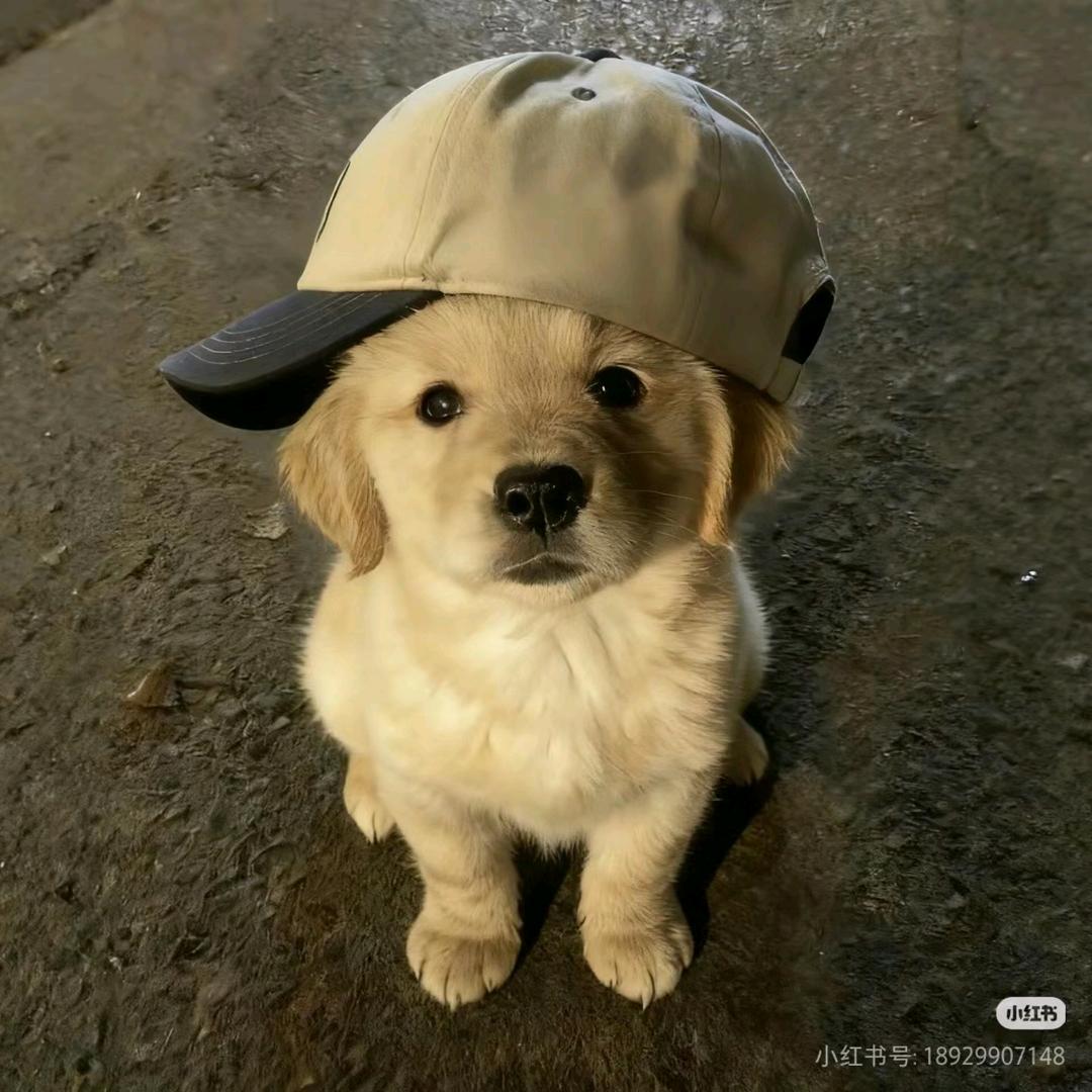 乐上上签（想见丁禹兮版）