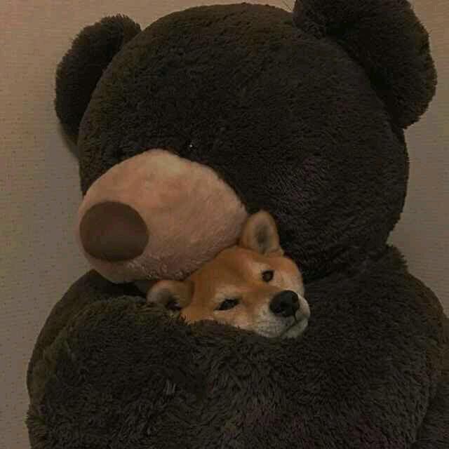 伟大的肩膀