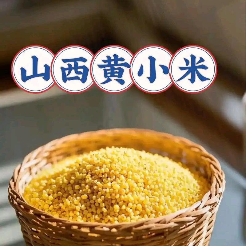山西黄小米