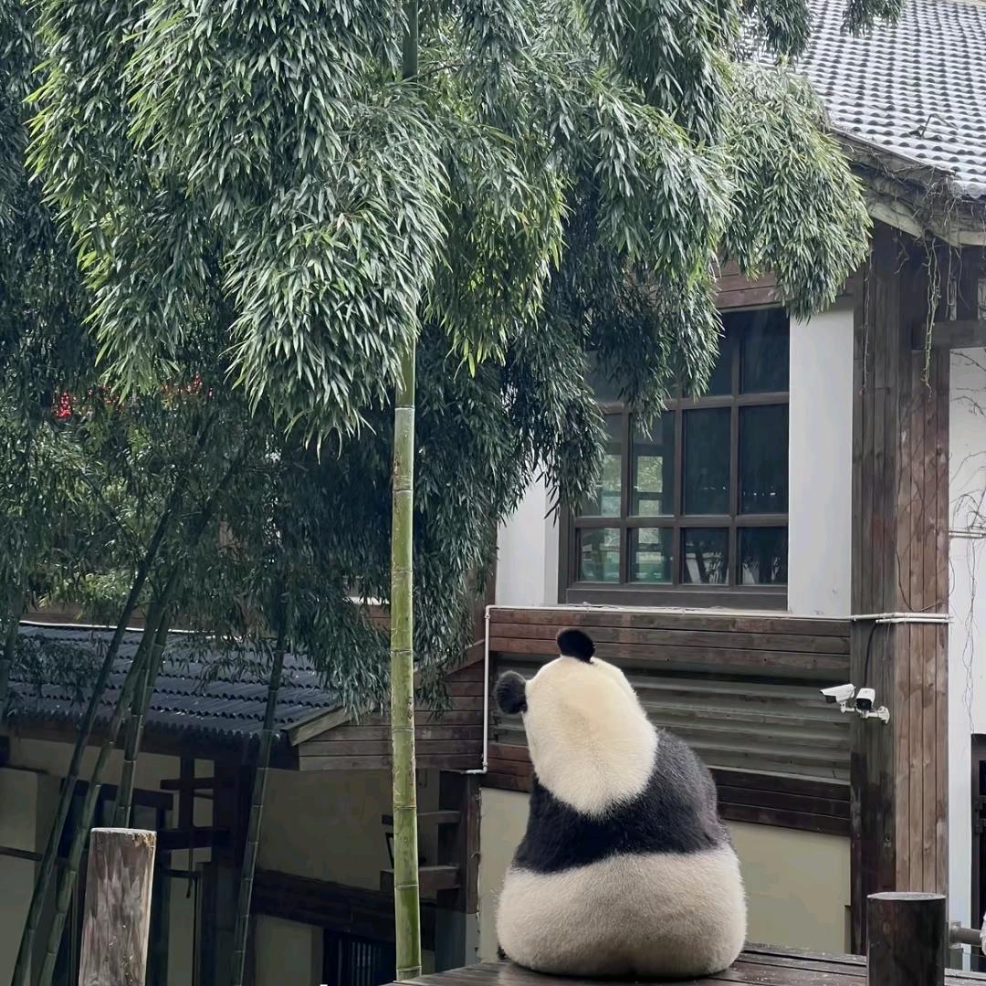 照朝白白
