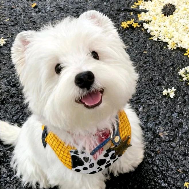 安阳浅呈网络科技有限公司