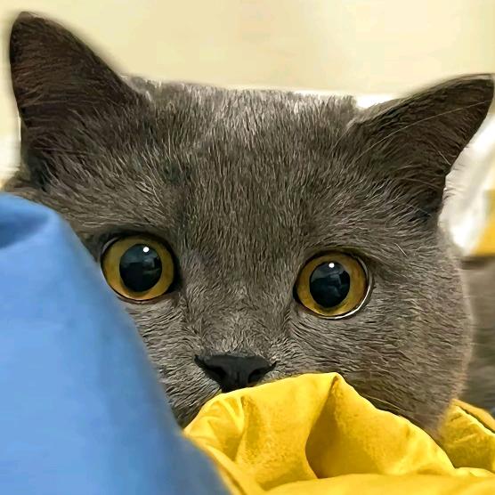 晴天小猫